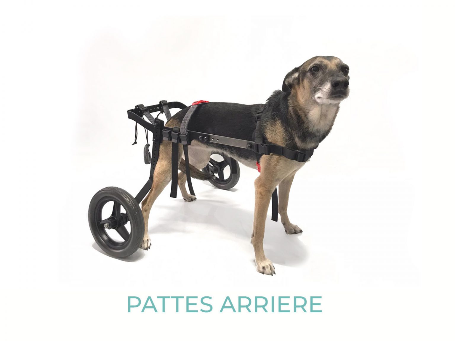 CHARIOT POUR CHIEN HANDICAPE DE 17 A 45 KG