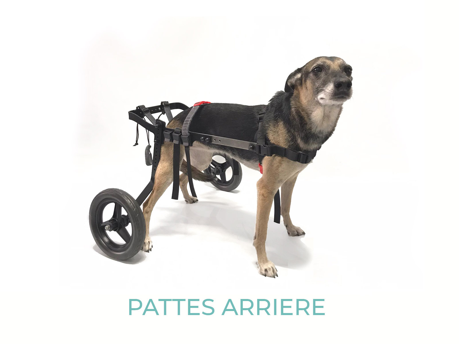 CHARIOT POUR CHIEN HANDICAPE DE 17 A 45 KG