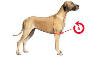COUDIERE POUR CHIEN - Orthopédie Canine