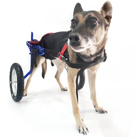 CHARIOT POUR CHIEN HANDICAPE DE 18 A 45 KG CHARIOT POUR CHIEN HANDICAPE DE 18 A 45 KG