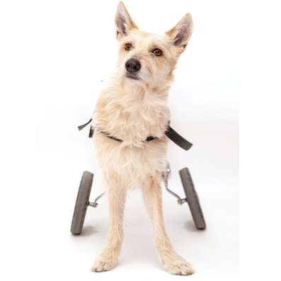 chariot chien handicapé vue de face