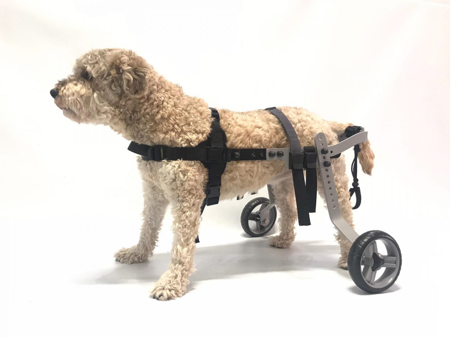 Chariot pour Chien Handicapé 7-17 kg - Fauteuil Roulant Robuste et Réglable