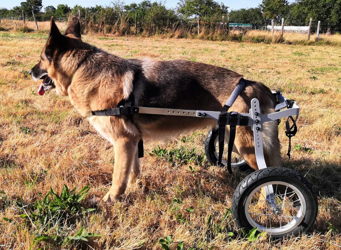 CHARIOT POUR CHIEN HANDICAPE DE 17 A 45 KG