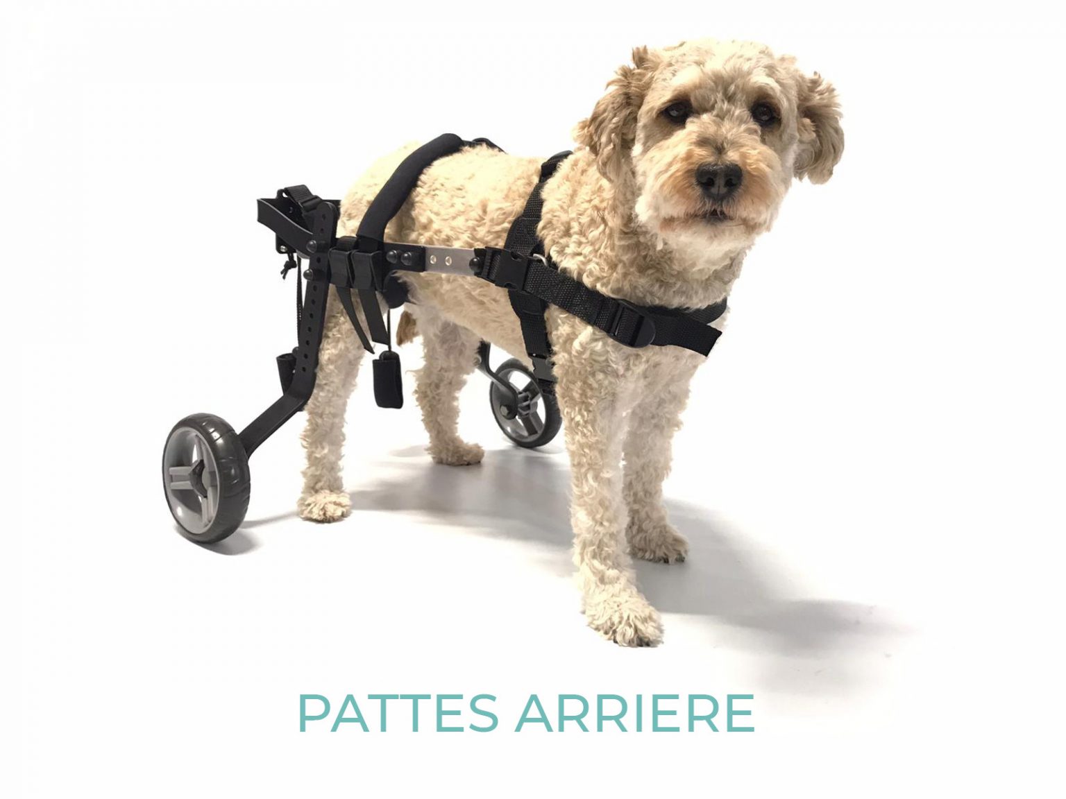 Chariot pour Chien Handicapé 7-17 kg - Fauteuil Roulant Robuste et Réglable