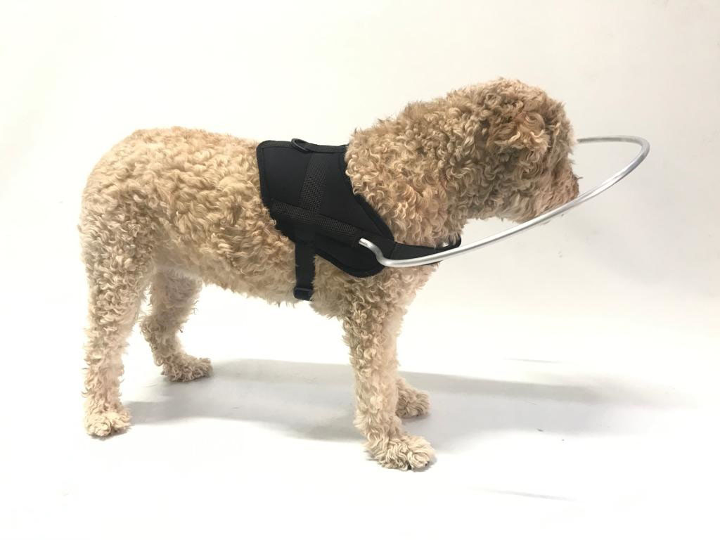 HARNAIS POUR CHIENS AVEUGLES - Orthopédie Canine