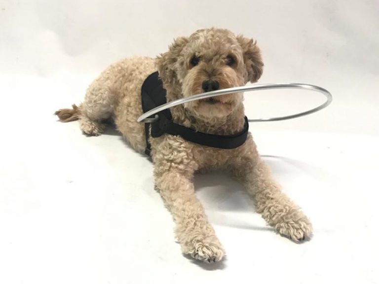 Guide Principal Anneau De Sécurité Pour Chien Aveugle Aide Au