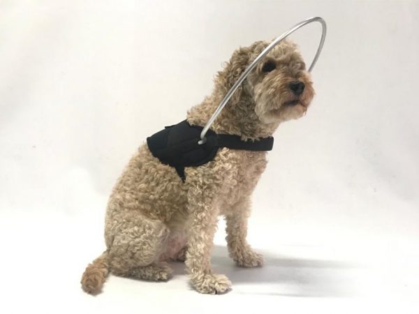 HARNAIS CHIEN AVEUGLE - 5 - ORTHOPEDIE CANINE