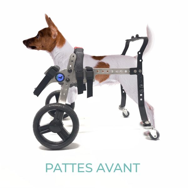 evasion-dog-tiny-pattes-avant - 2021